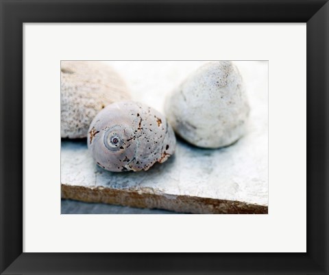 Framed Shell Portrait VI Print