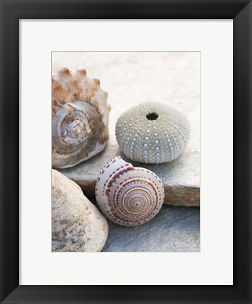 Framed Shell Portrait VII Print