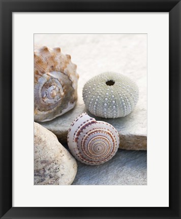 Framed Shell Portrait VII Print