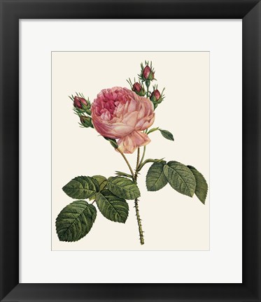 Framed Redoute&#39;s Rose I Print