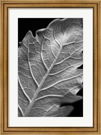 Framed Striking Leaf I Print