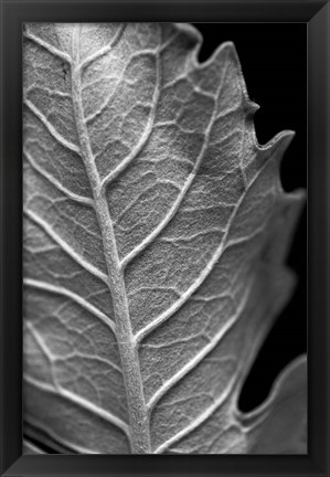 Framed Striking Leaf II Print