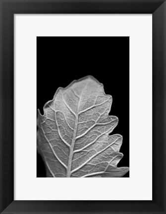 Framed Striking Leaf III Print