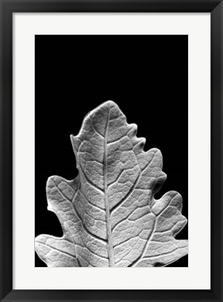 Framed Striking Leaf IV Print