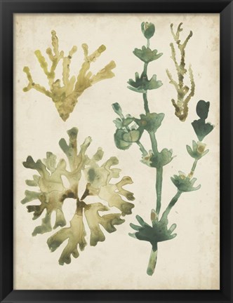 Framed Vintage Sea Fronds II Print