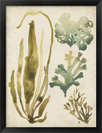 Framed Vintage Sea Fronds III Print