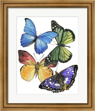 Framed Butterfly Swatches II Print