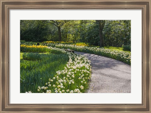 Framed Sunlit Path In Daffodil Garden Print