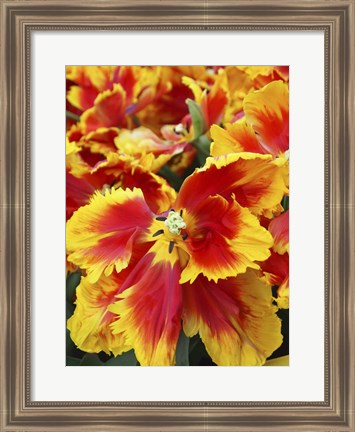 Framed Yellow And Red Parrot Tulips Print