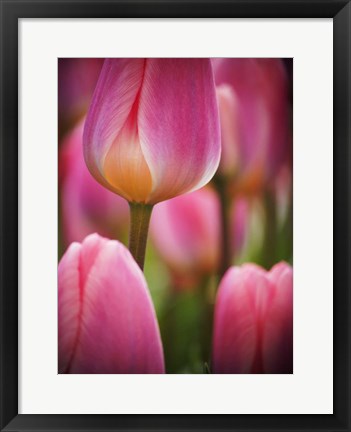 Framed Macro Of Colorful Tulip 2, Netherlands Print