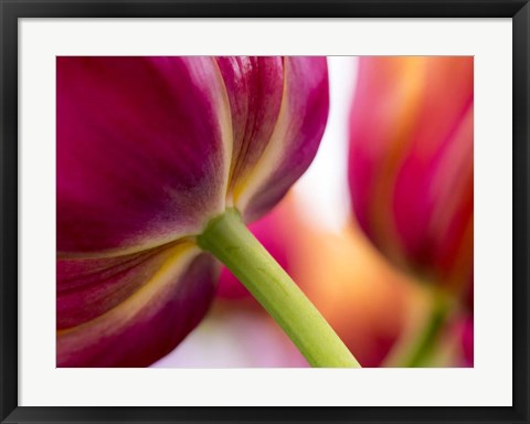 Framed Tulip Close-Ups 2, Lisse, Netherlands Print