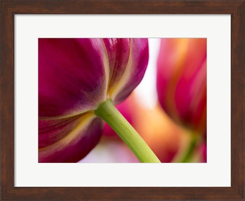 Framed Tulip Close-Ups 2, Lisse, Netherlands Print