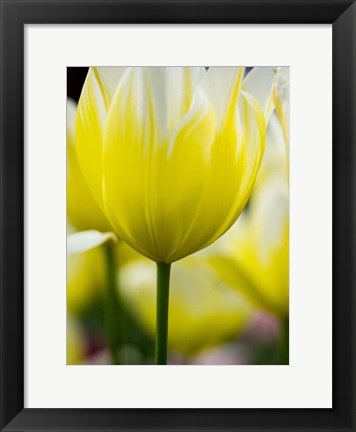 Framed Tulip Close-Ups 5, Lisse, Netherlands Print