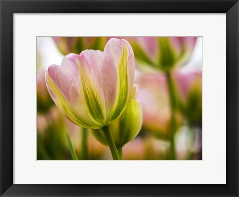 Framed Tulip Close-Up With Selective Focus 2, Netherlands Print