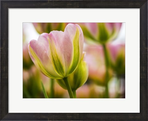 Framed Tulip Close-Up With Selective Focus 2, Netherlands Print