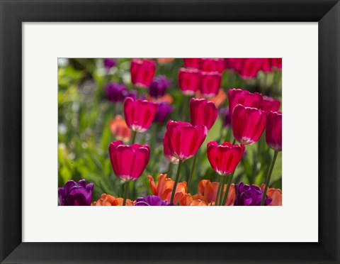 Framed Bright Spring Tulips 1 Print