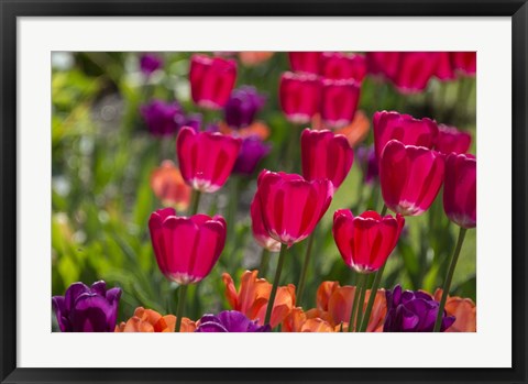 Framed Bright Spring Tulips 1 Print