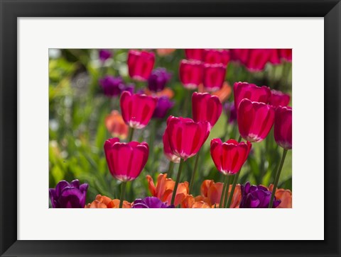 Framed Bright Spring Tulips 1 Print