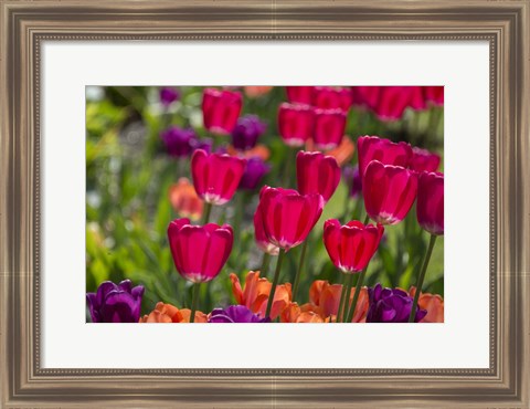 Framed Bright Spring Tulips 1 Print