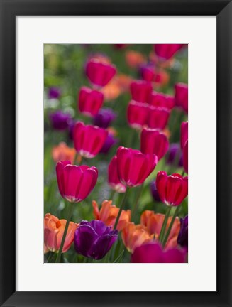 Framed Bright Spring Tulips 2 Print