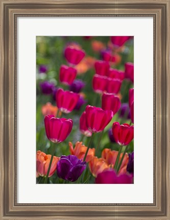 Framed Bright Spring Tulips 2 Print