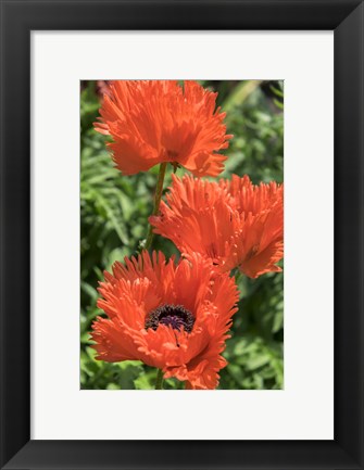 Framed Orange Oriental Poppies Print