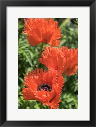 Framed Orange Oriental Poppies Print