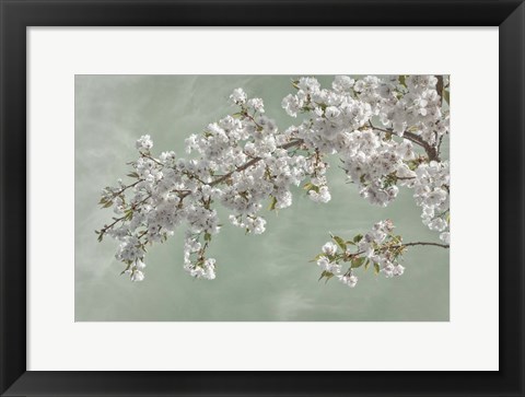 Framed Cherry Tree Blossoms In Spring, Seabeck, Washington State Print