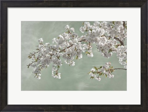 Framed Cherry Tree Blossoms In Spring, Seabeck, Washington State Print