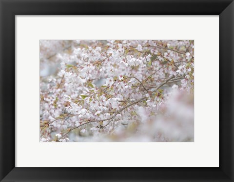 Framed Cherry Tree Blossoms, Seabeck, Washington State Print