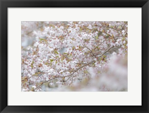 Framed Cherry Tree Blossoms, Seabeck, Washington State Print