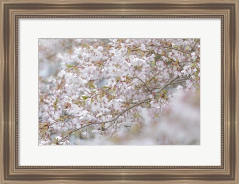 Framed Cherry Tree Blossoms, Seabeck, Washington State Print