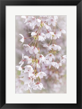 Framed Cherry Tree Blossoms Close-Up, Seabeck, Washington State Print