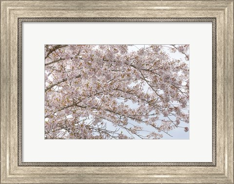Framed Cherry Tree Blossoms, Washington State Print