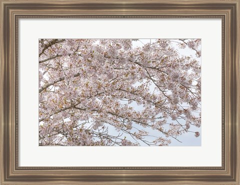 Framed Cherry Tree Blossoms, Washington State Print