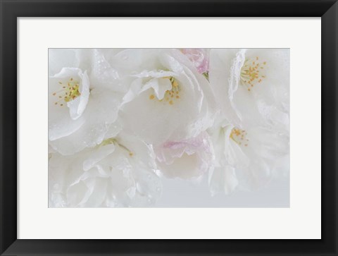 Framed Cherry Tree Blossoms Close-Up, Washington State Print