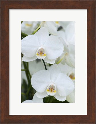 Framed White Orchid Blooms Print