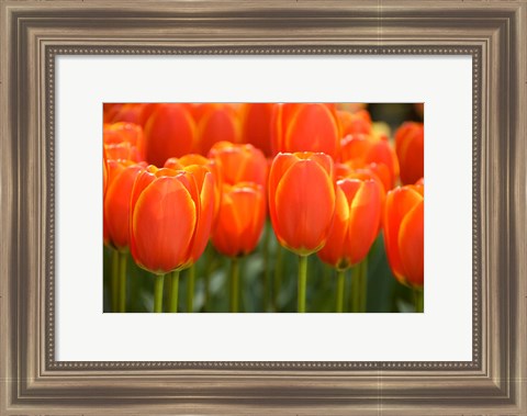 Framed Keukenhof Gardens, Netherlands Print