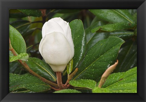 Framed Saucer Magnolia Print