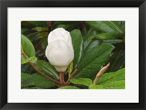 Framed Saucer Magnolia Print