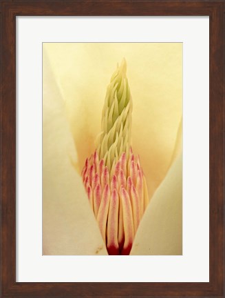 Framed Closeup of Yulan Magnolia blossom Print