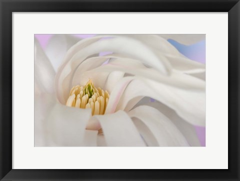 Framed Detail of star magnolia flower Print