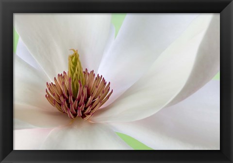 Framed Detail of Magnolia Flower Print