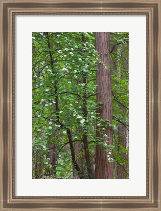 Framed Flowering dogwood tree Yosemite NP, CA Print