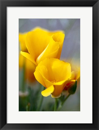 Framed Poppies, Antelope Valley, California Print