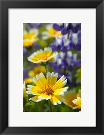 Framed Tiddy Tips and Lupine, Shell Creek, California Print