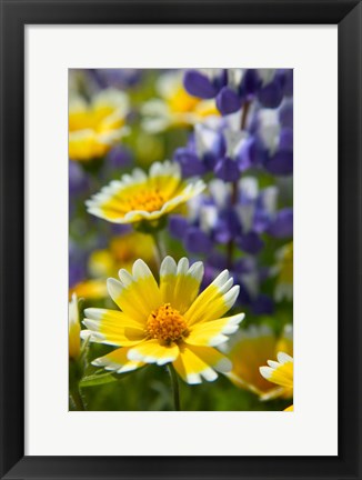 Framed Tiddy Tips and Lupine, Shell Creek, California Print