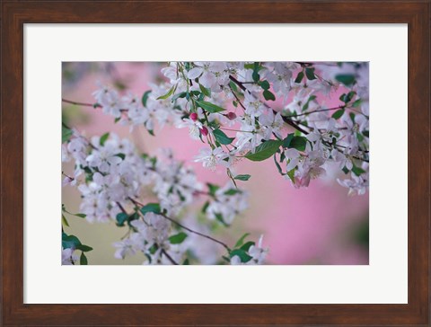 Framed Weeping Cherry Tree Blossoms, Louisville, Kentucky Print