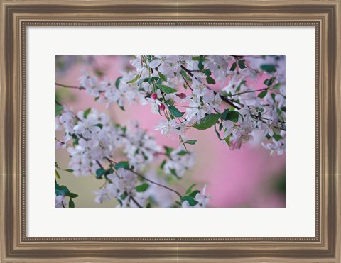 Framed Weeping Cherry Tree Blossoms, Louisville, Kentucky Print