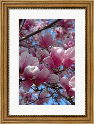 Framed Pink Magnolia Blossoms and Cross on Church Steeple, Reading, Massachusetts Print